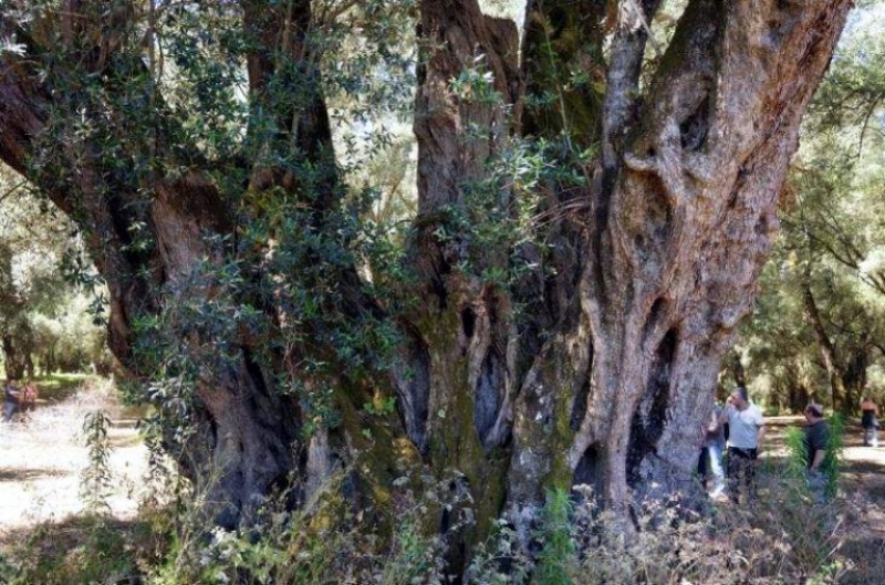 Olivi monumentali, ricchezza di Calabria