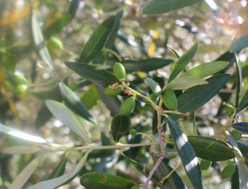 Piccole olive crescono
