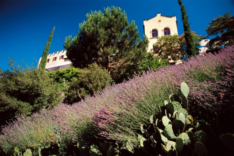 Lavanda ai Giardini Sissi di Merano