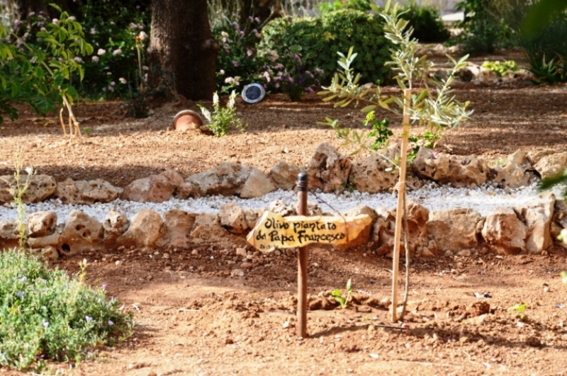 L'olivo piantato da Papa Francesco a Gerusalemme