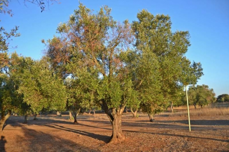 Olivo: simbolo naturale sacro di Terra d’Otranto