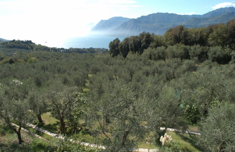 Un tuffo negli oliveti gardesani, dove domina la Casaliva