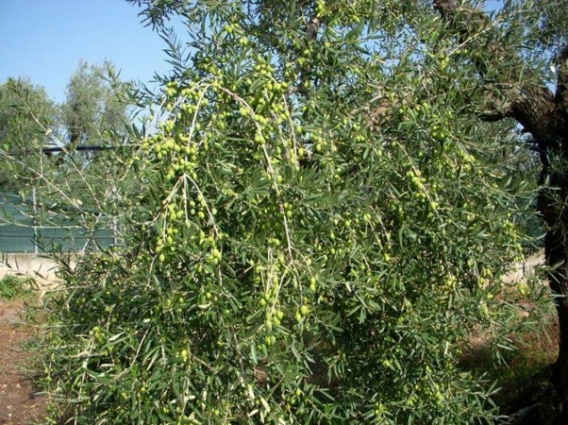 Coratina, orgoglio di Puglia