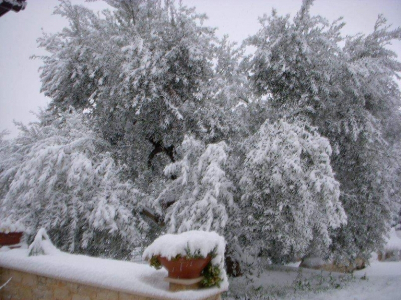 Olivi sotto la neve