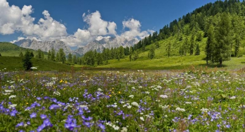 Carnia, la regione più ricca d'Europa dal punto di vista botanico 