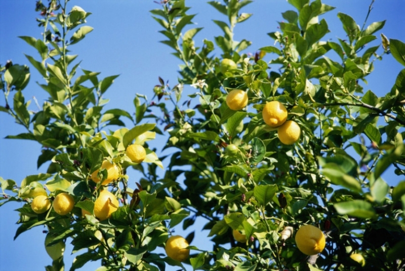 I limoni, gusto fresco dell'estate