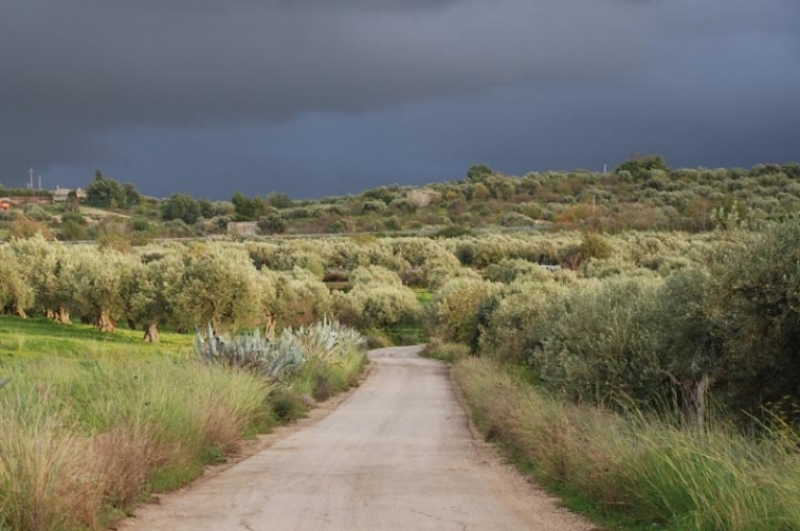 Nubi di tempesta sugli oliveti italiani