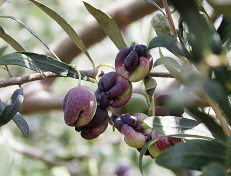 Forme delle olive dal mondo: cultivar Zarza