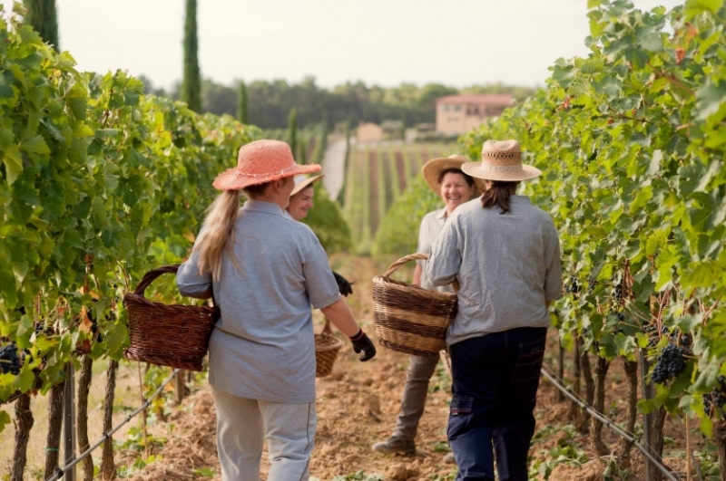 Già tempo di vendemmia?