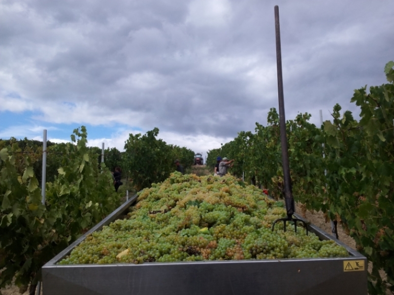 Tempo di vendemmia