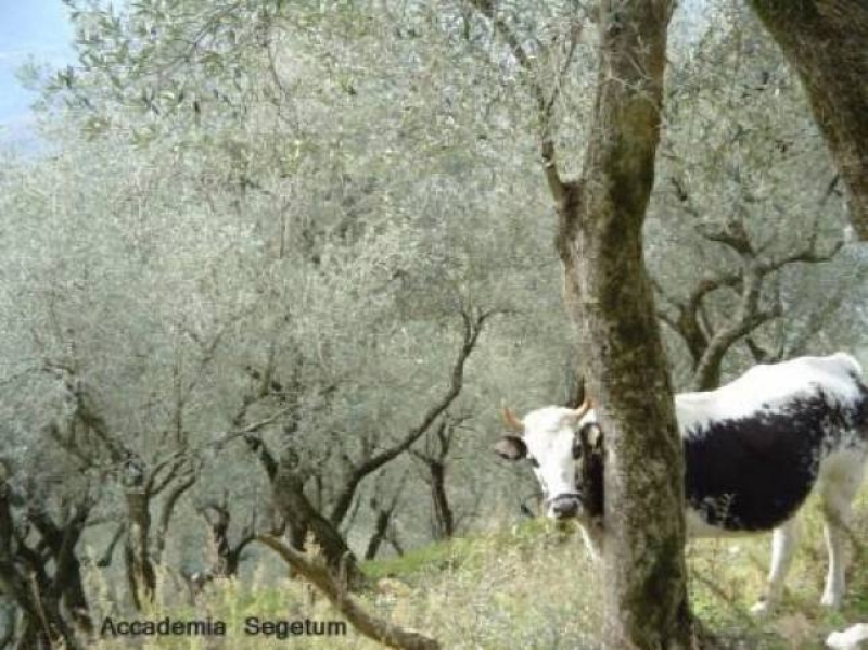 Una mucca tra gli olivi - Accademia Segetum, Irma Brizi