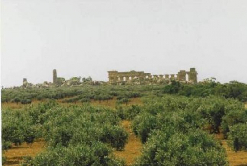 La valle dei Templi immersa tra gli olivi - Foto di Antonino Cappello