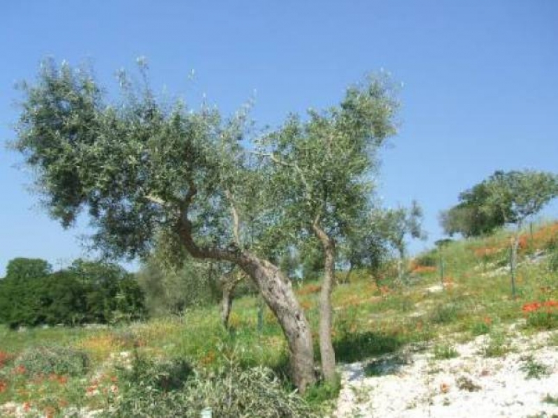 Olivi in terra tarantina - foto Caroli