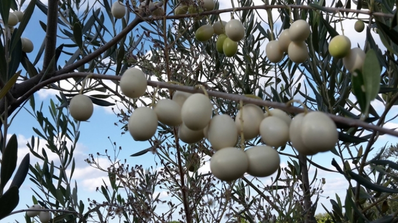 L'oliva bianca, varietà Leucocarpa